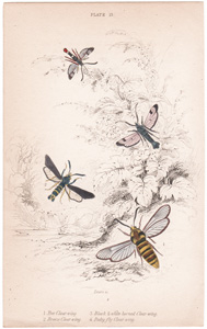 Plate 13

Bee Clear wing
Black and White horned Clear wing 
Breeze Clear wing
Ruby fly Clear wing 